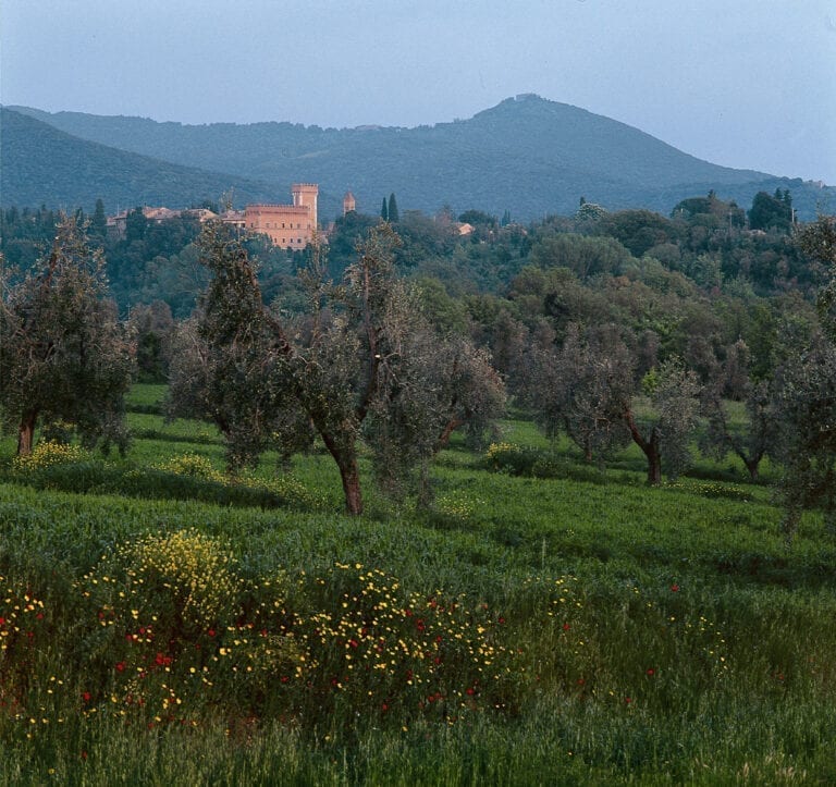 San Guido hillside, Sassicaia