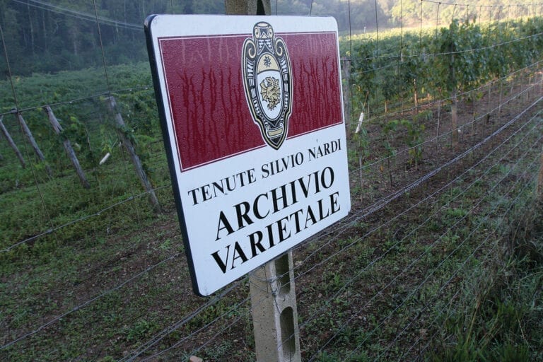 Tenute Silvio Nardi Brunello vineyards