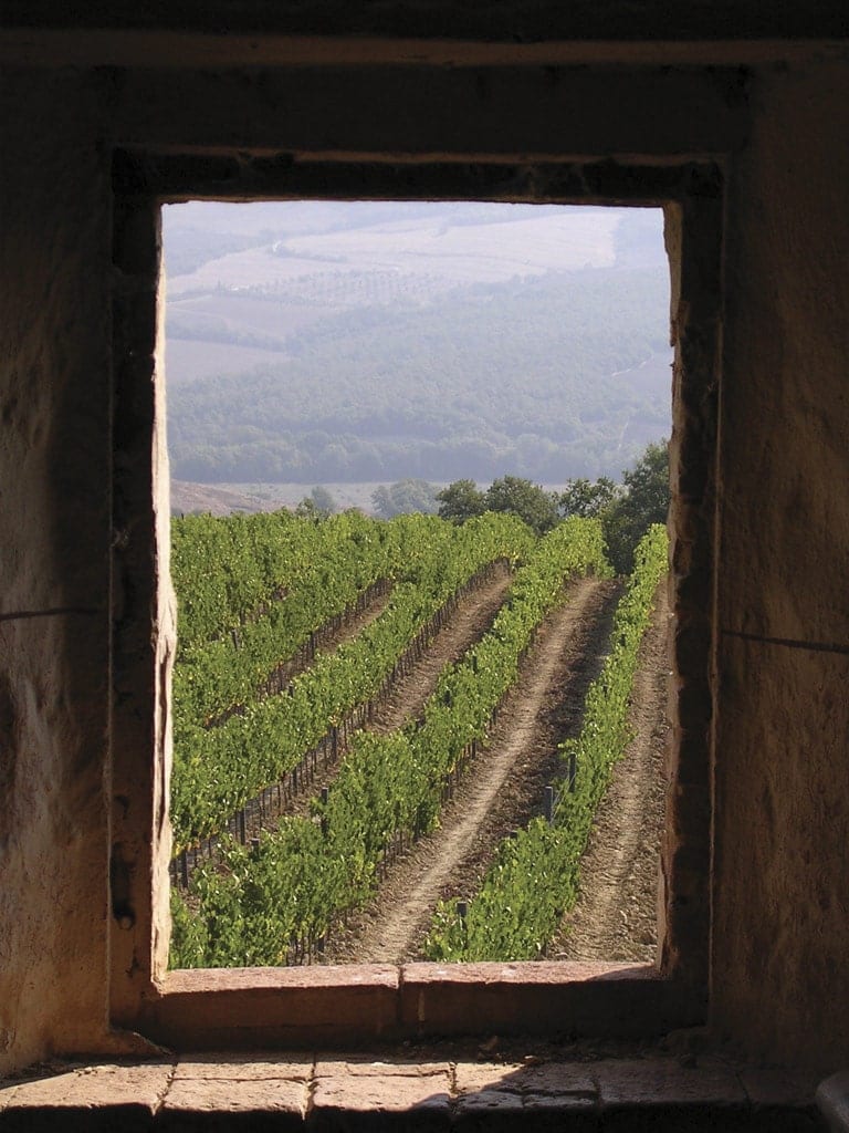 Through the winery window, view of vineyards