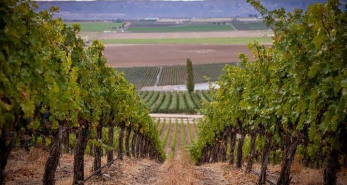 Stillwater Creek Vineyard in Royal Slope AVA, Mullan Road Cellars